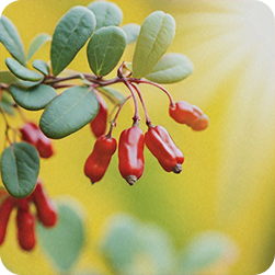 Berbevis (Berberine)