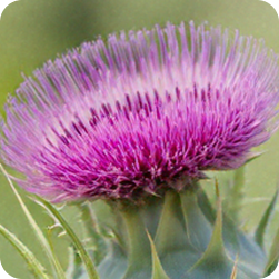 Siliphos® (Milk Thistle)